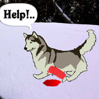 Free online html5 games - Escape Game Save The Sled Dog game - WowEscape