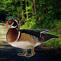 Free online html5 games - Forest Wood Duck Rescue game - WowEscape