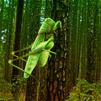 Free online html5 games - Grasshopper Forest Escape game - WowEscape