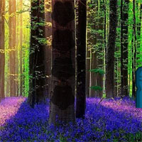 Free online html5 games - Lavender Forest Escape game - WowEscape