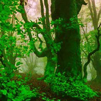 Free online html5 games - Plantation Leaf Forest Escape game - WowEscape