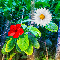 Free online html5 games - Tropical Flower Forest Escape game 