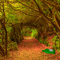 Free online html5 games - Tunnel Adventure Forest Escape game - WowEscape