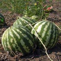 Free online html5 games - Watermelon Land Escape game - WowEscape