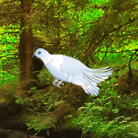 Free online html5 games - White Pigeon Forest Escape game - WowEscape