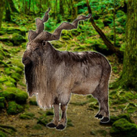 Free online html5 games - WowEscape Save the Markhor game - WowEscape