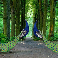 Free online html5 games - Beautiful Peacock Pair Escape HTML5 game - WowEscape