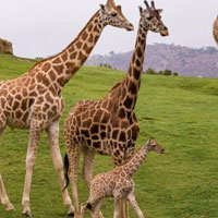 Giraffe Living Land Escape HTML5