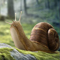 Free online html5 games - Illusionist Snail Forest Escape HTML5 game 