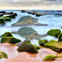 Living Sea Animal Beach Escape HTML5