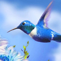 Wonderful Humming Bird Land Escape HTML5