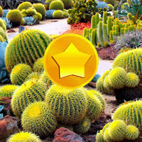Free online html5 games - Treasure Hunt-Cactus game 
