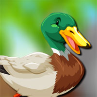 Free online html5 games - Avm Mallard Duck Escape game 